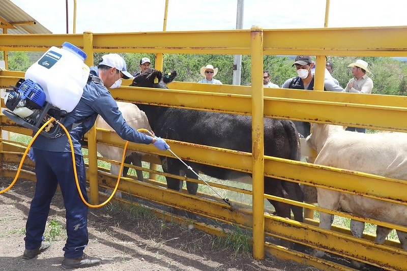 Cattle treatment with portable livestock sprayer